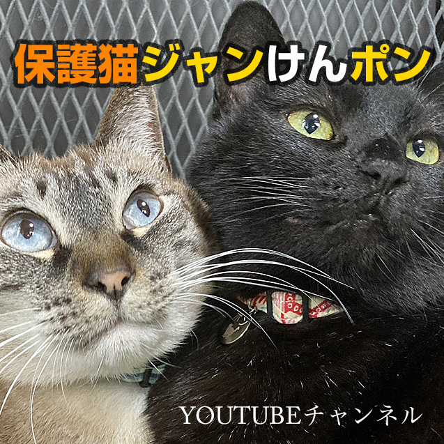 YOUTUBEチャンネル「保護猫ジャンけんポン
